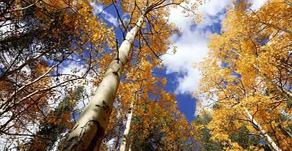 高清实拍金秋秋天树林落叶视频的预览图